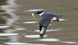 Belted Kingfisher in flight.