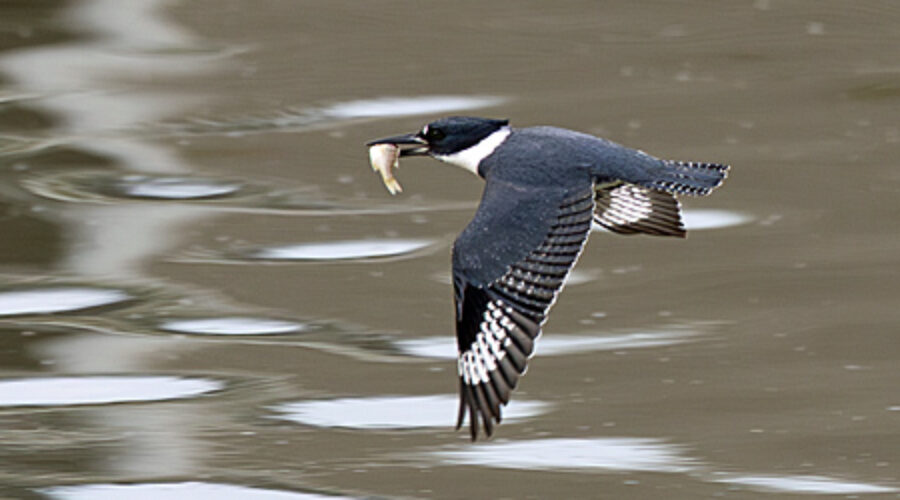 Belted Kingfisher in flight.