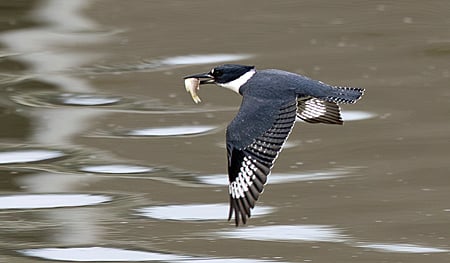 Belted Kingfisher in flight.