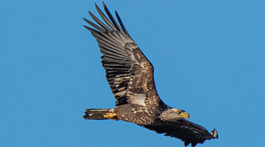 Immature Bald Eagle in flight.