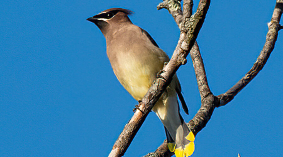 Cedar Waxwing perched on branch