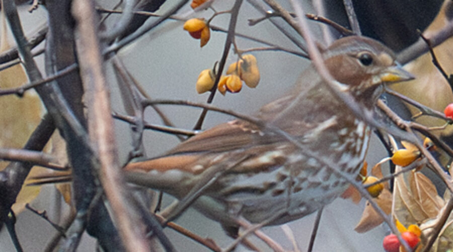 Fox Sparrow in Oriental Bittersweet vine