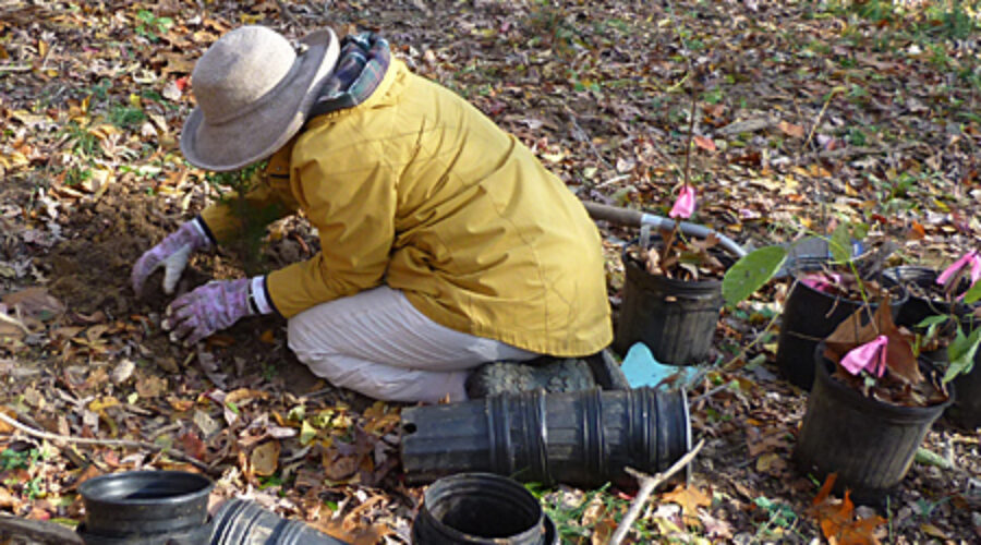 Tree planting at JK Black Oak
