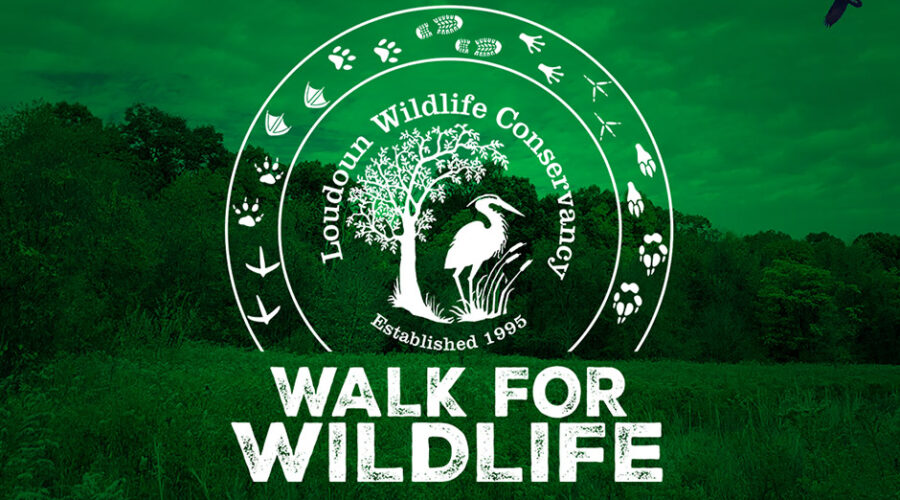 2025 Walk for Wildlife Winners