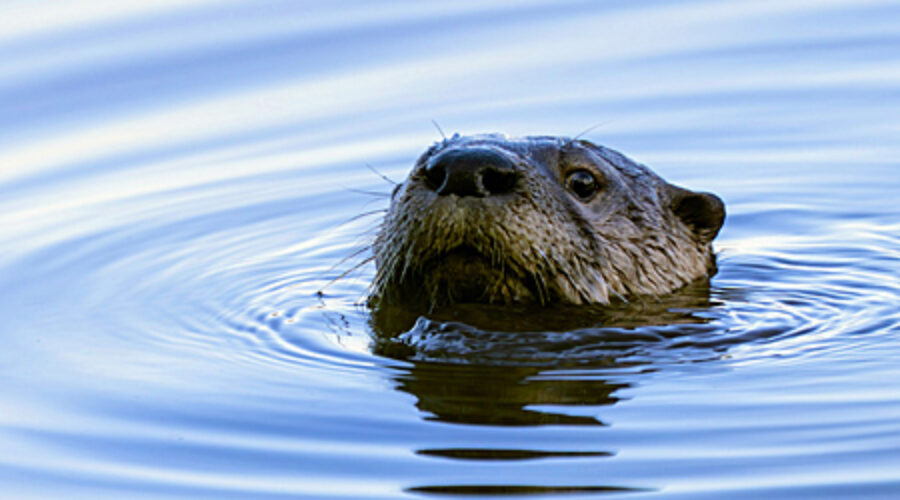 River Otter's head