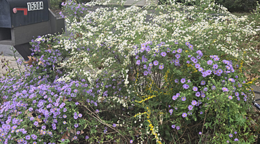 Native asters and goldenrods