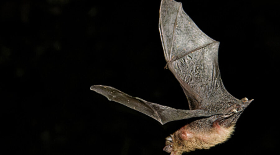 Evening Bat in flight