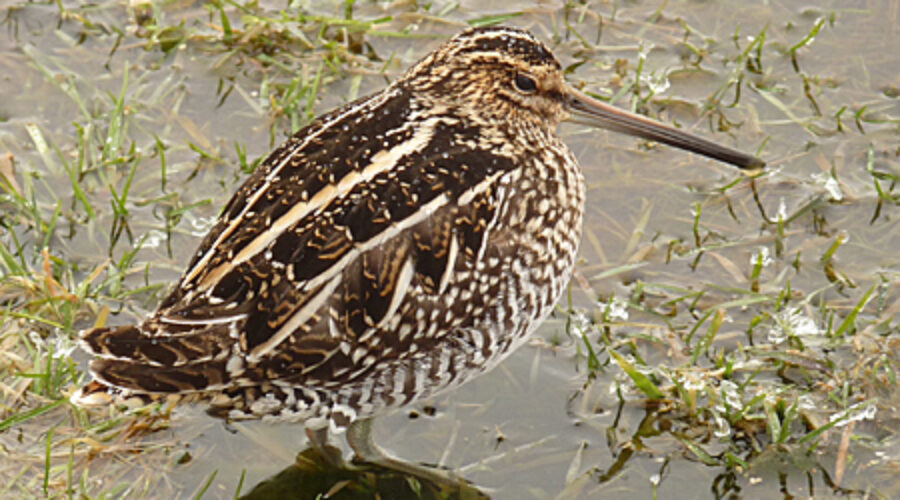 Wilson's Snipe
