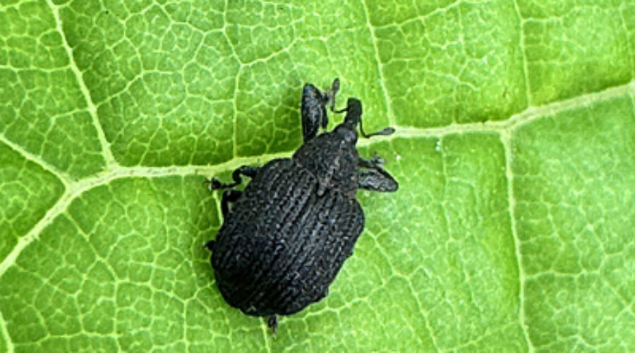 yellow poplar weevil
