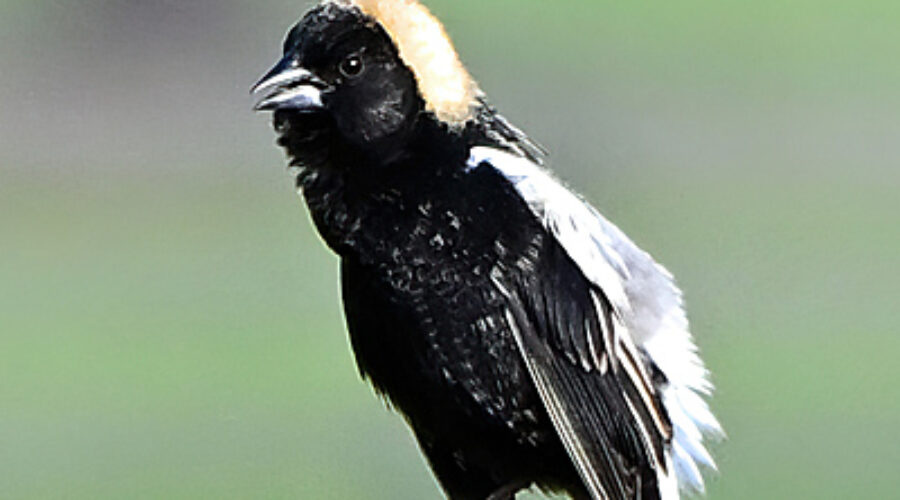 Bobolink on fence