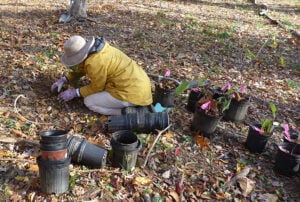 Planting tree seedlings near the LeSabre vernal pool