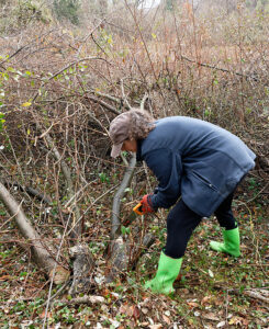 Sawing Autumn Olive