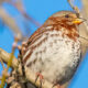 Birding Banshee