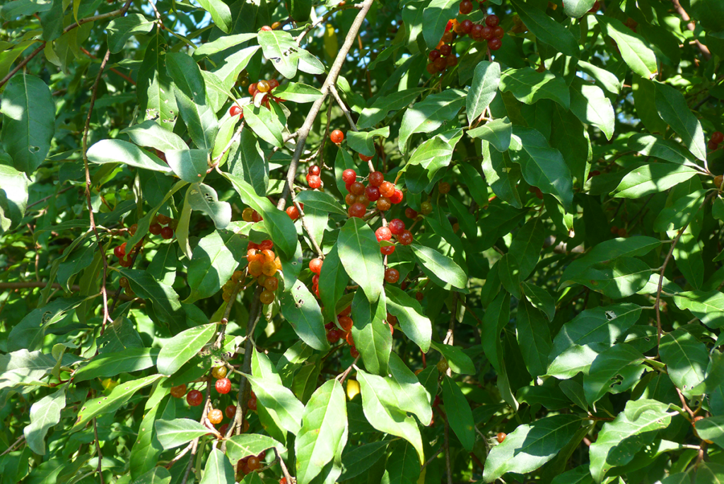 Web - Autumn Olive SF