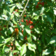 Too Much of a “Good” Thing: Don’t Let Autumn Olive Overwhelm You