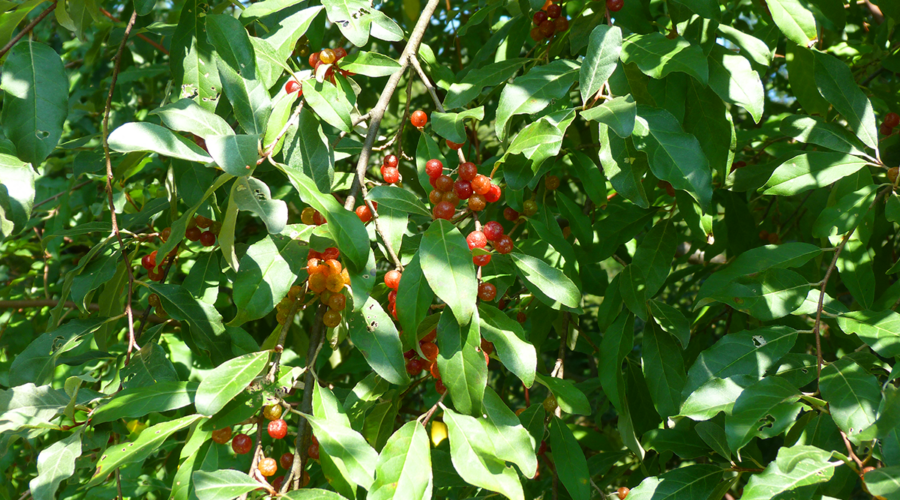 Too Much of a “Good” Thing: Don’t Let Autumn Olive Overwhelm You