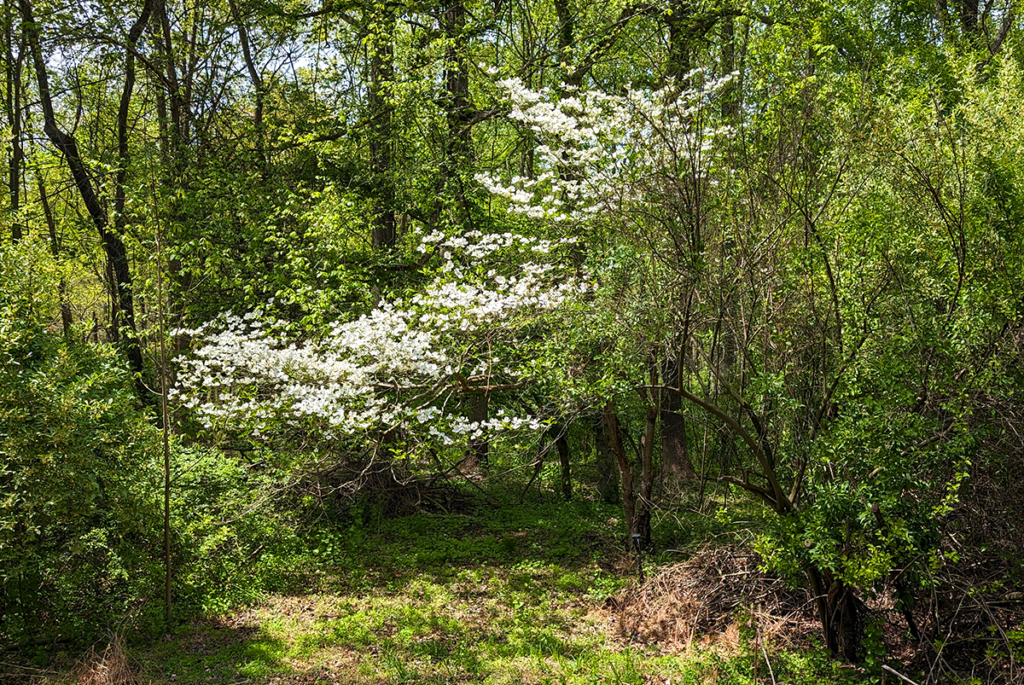 Web - rescued dogwood