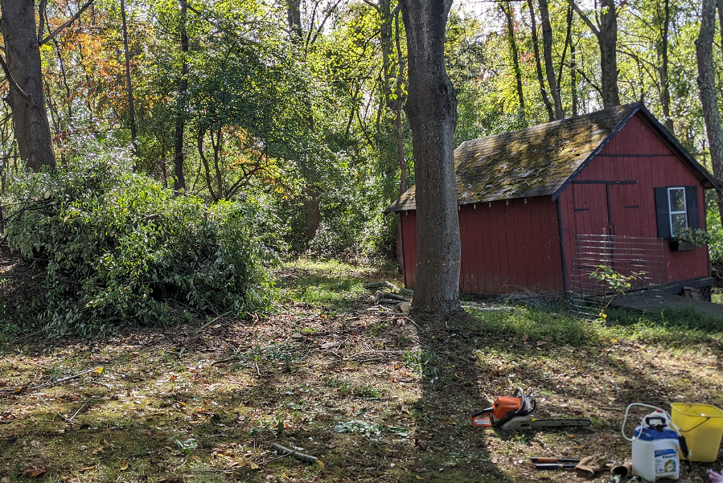 web - debris pile and shed