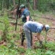 June Work Day at JK Black Oak: Invasives, Invasives, Invasives!