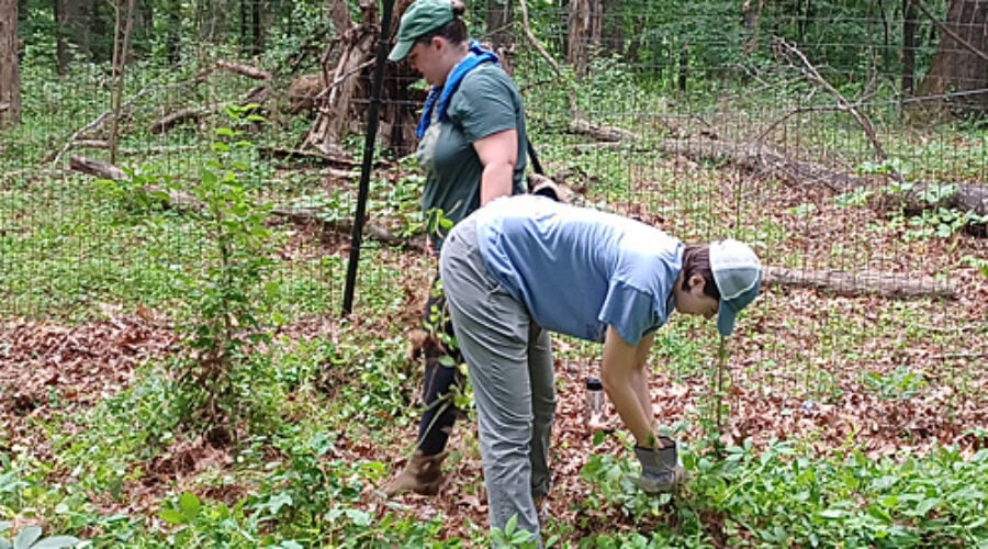 Volunteers removing invasives near the Black Gum vernal pool