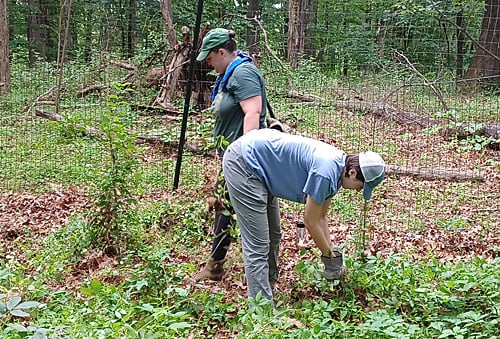 Volunteers removing invasives near the Black Gum vernal pool