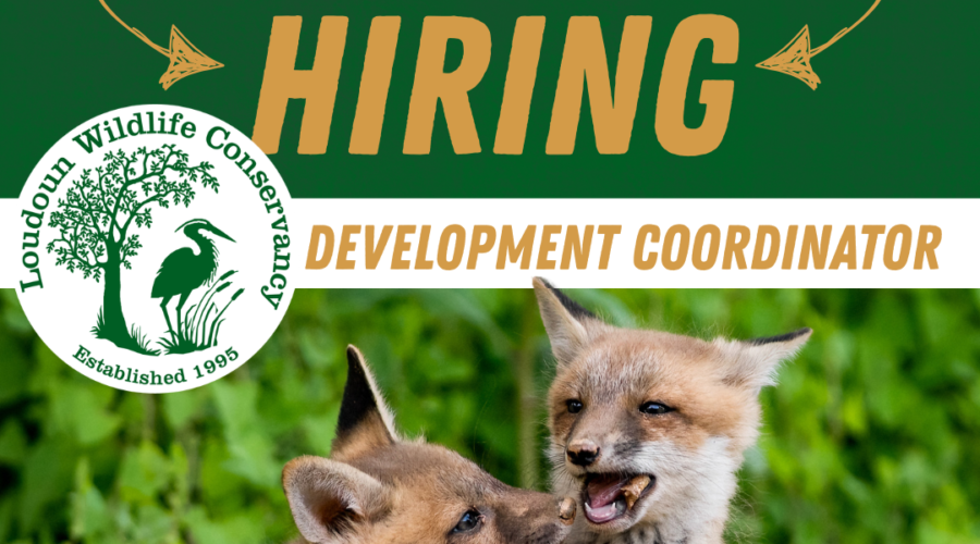 Loudoun Wildlife Conservancy is Hiring: Development Coordinator