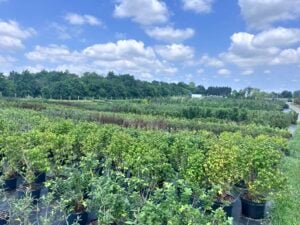 Abernethy & Spencer Tree Farm
