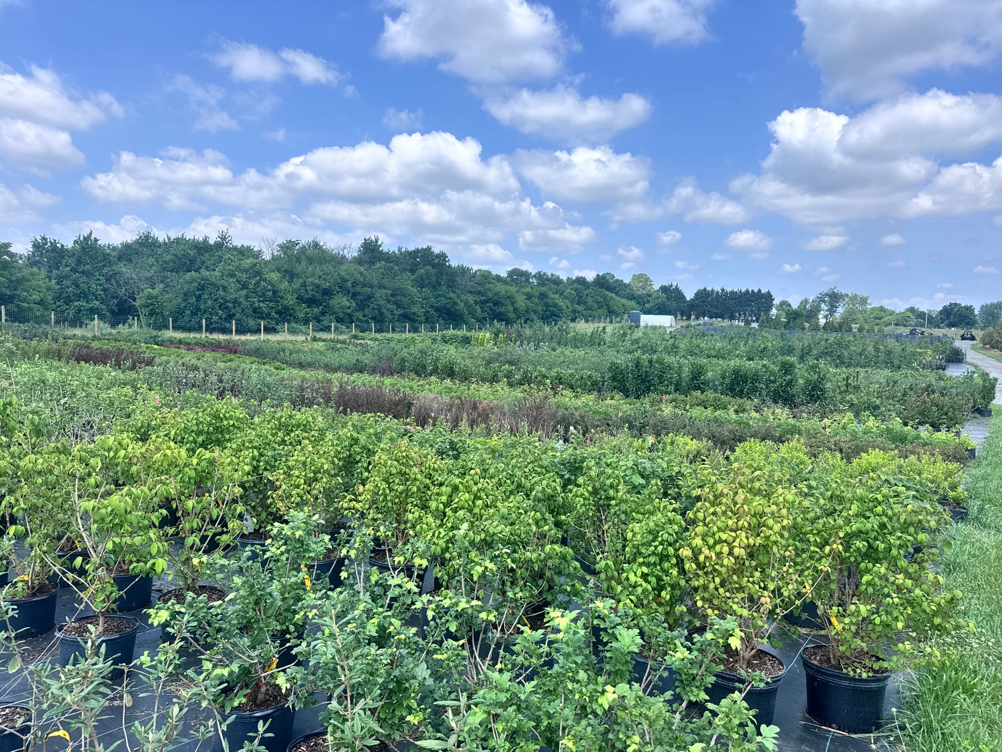 Abernethy & Spencer Tree Farm