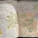 Beginning a Nature Journal Practice – October