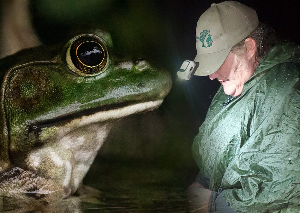 Amphibians