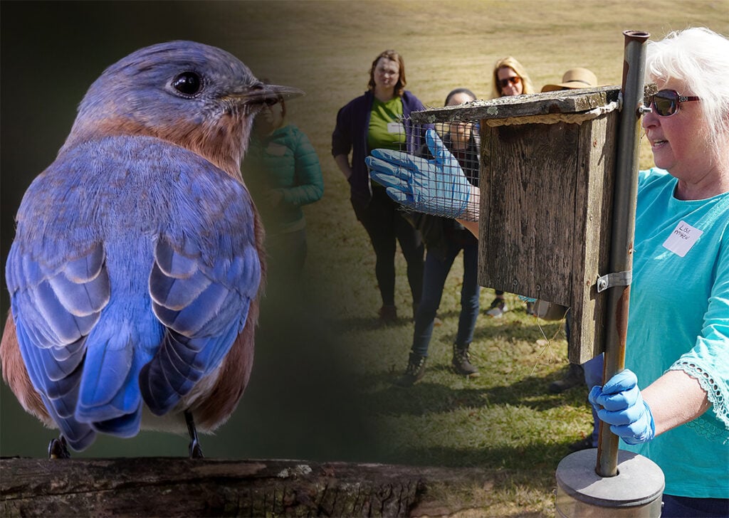 Bluebird