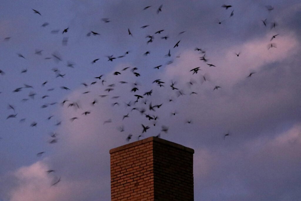 Chimney Swift