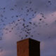 A “Swift Night Out” Spotlights Nature’s Aerial Acrobats
