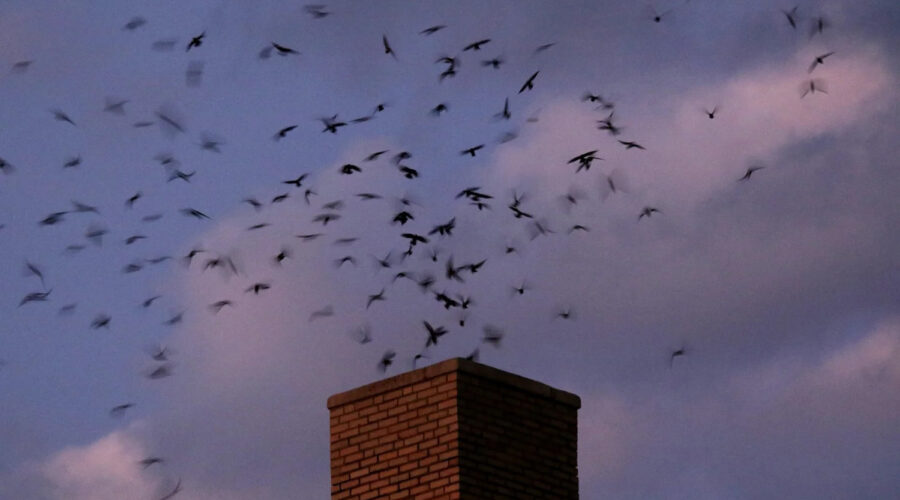 A “Swift Night Out” Spotlights Nature’s Aerial Acrobats
