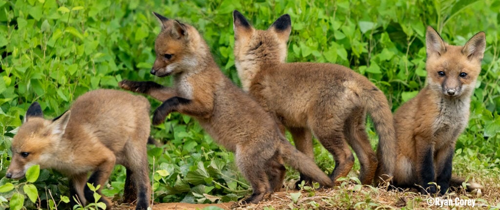 FoxBanner