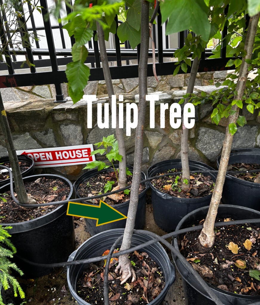 Tulip Tree Raffle