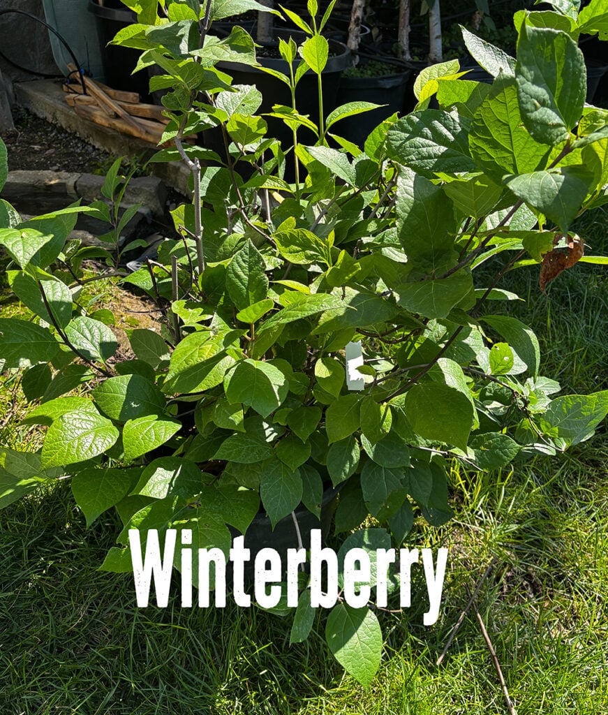 WinterberryRaffle