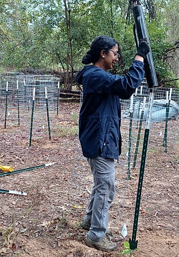 Volunteer using pole pounder at JK Black Oak work day.