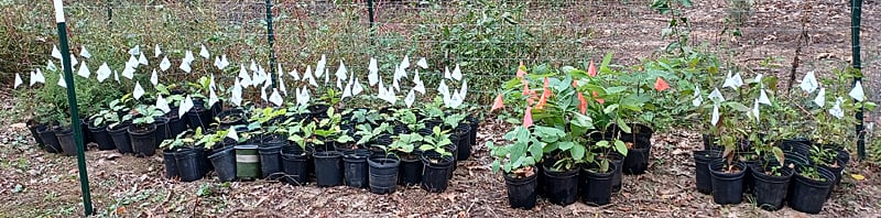 Trees and shrubs for work day at JK Black Oak